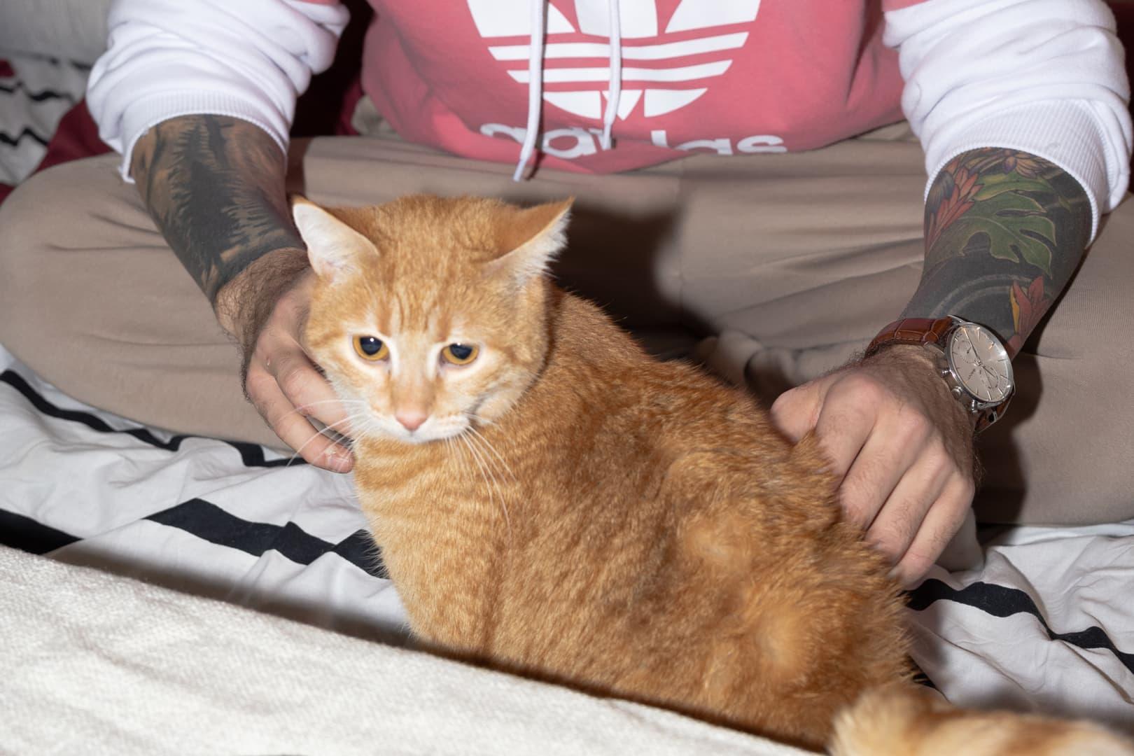 Tatuoitu henkilö silittää oranssihtavaa kissaa